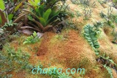 Volcan de la Soufrière