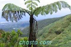 Volcan de la Soufrière